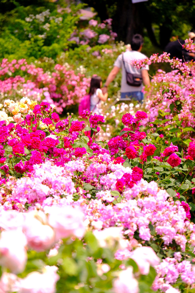 中野市バラ祭り（6）