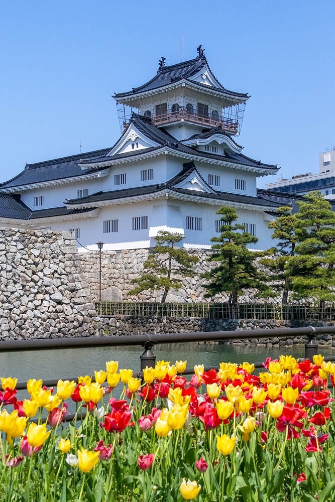 富山城とユーリップ（２）