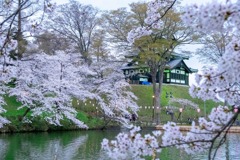 高田城と桜（14）