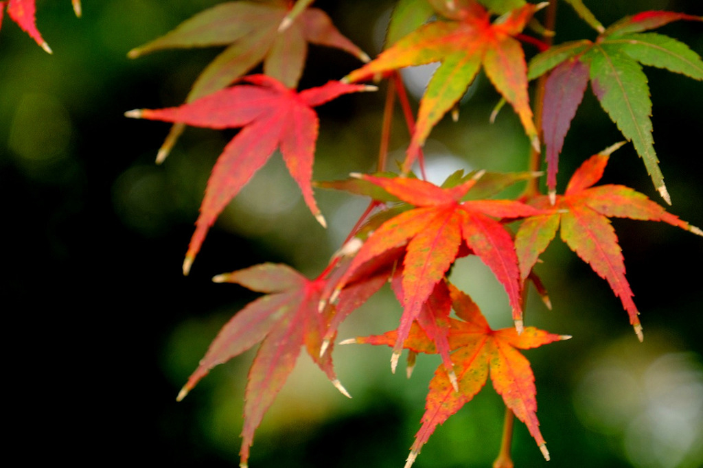 昭和記念公園12
