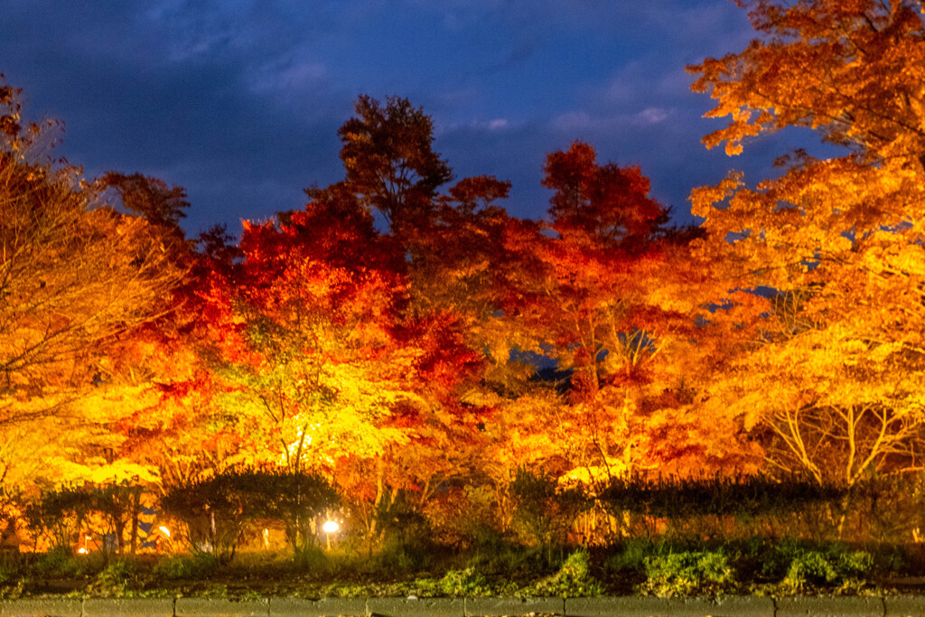 山中湖紅葉まつり（１）