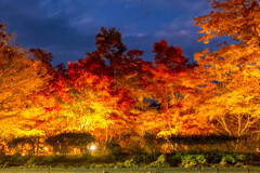 山中湖紅葉まつり(1) 山中湖紅葉まつり(1)