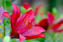 可睡ユリの園（４）