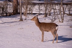 冬の山中湖（３）