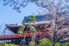 2020年東京の春（１）