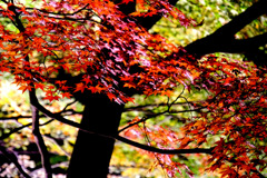 山中湖紅葉祭り２