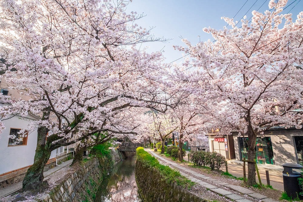 京都の春（15）