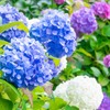 紫陽花の下田公園（２）