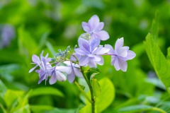 紫陽花（３）