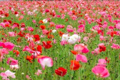 花の都公園（１）