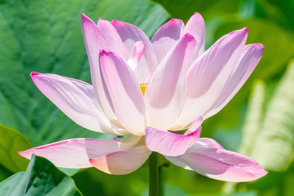 蓮の花（３）