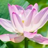 蓮の花（３）