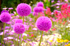 中野市バラ祭り（４）