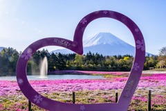 富士山芝桜まつり（４）