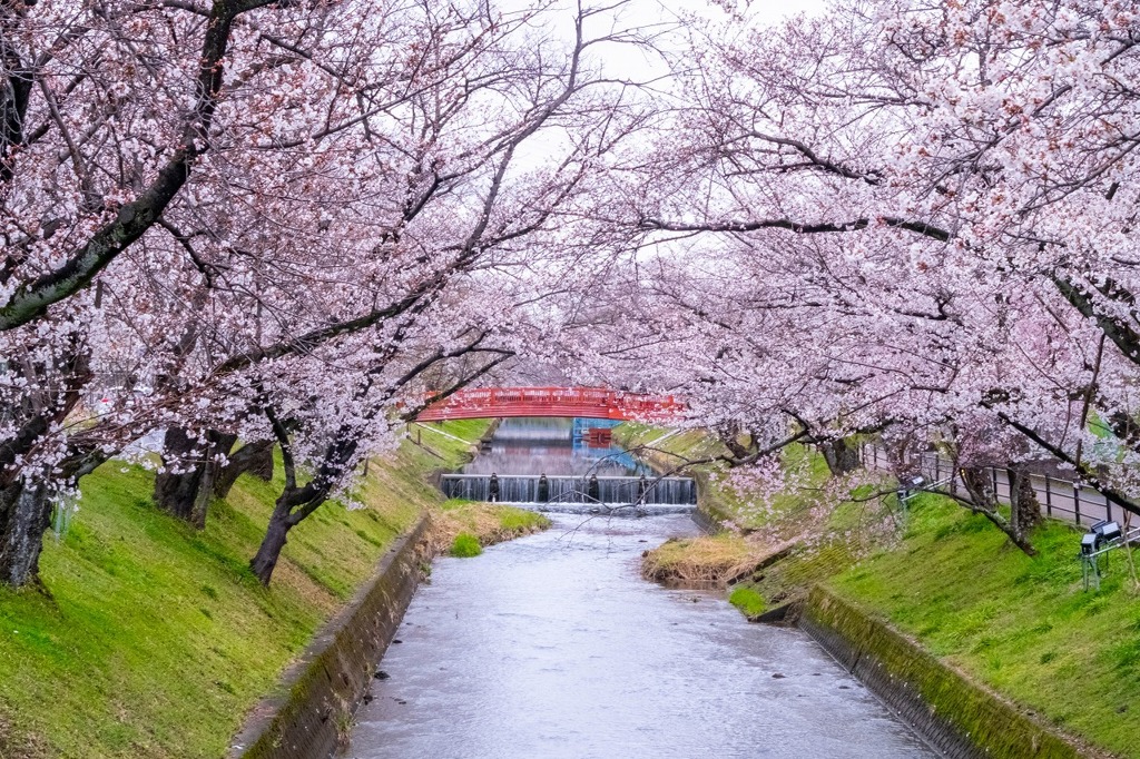 五条川の桜（１）