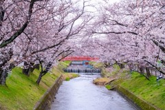 五条川の桜（１）