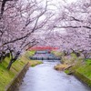 五条川の桜（１）