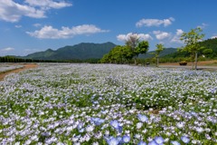 花の都公園（ネモフィラ）