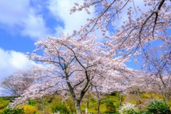 富士霊園（４）