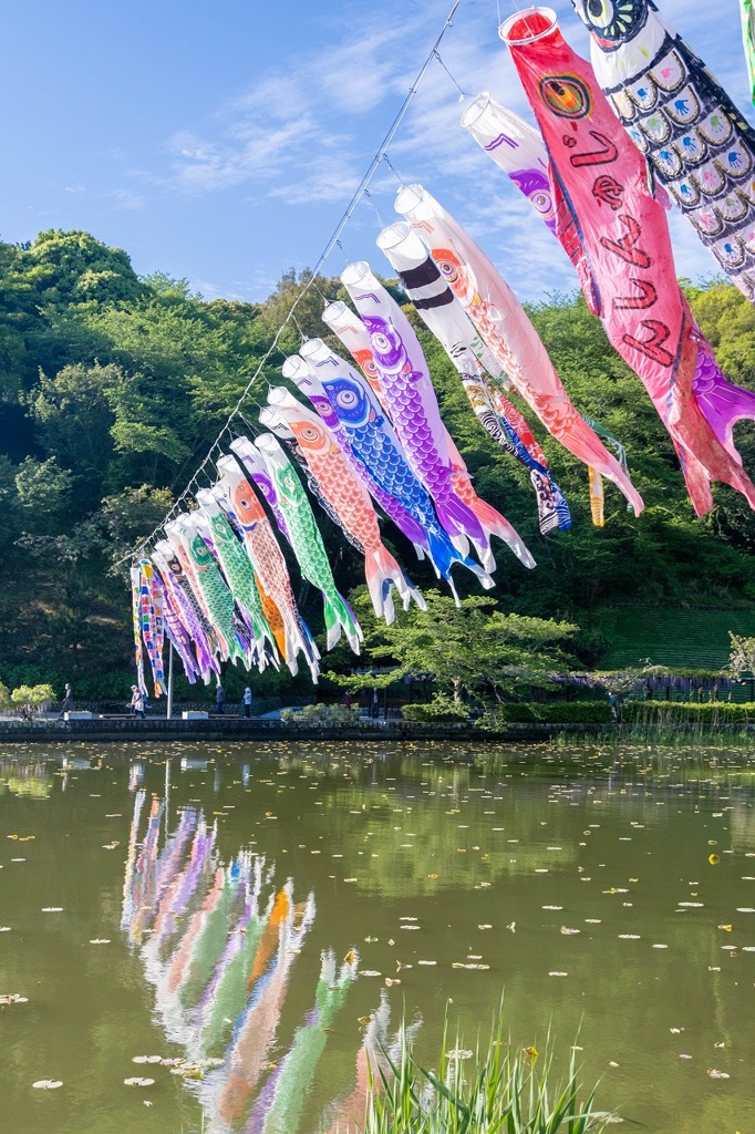 蓮華寺池の藤（10）