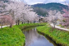 忍野八海の桜（２）