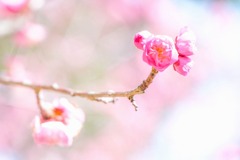 蓮華寺池の春（５）