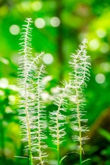 新緑の箱根（４）