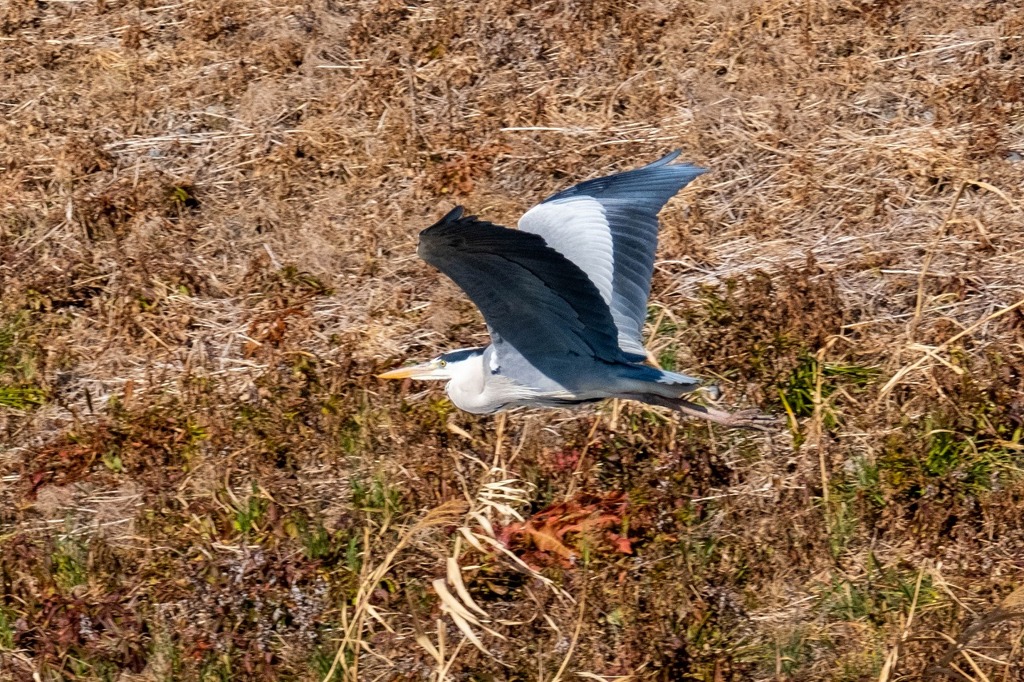 アオサギ（２）