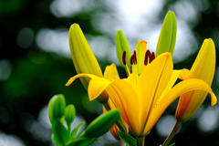 可睡ユリの園（２）