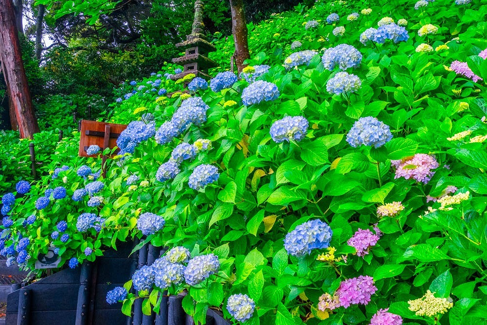 梅雨の鎌倉（11）