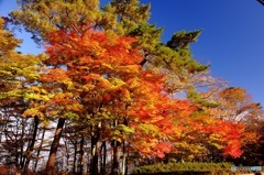 山中湖の紅葉３