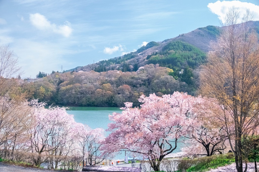 高遠湖の桜（４）