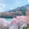 高遠湖の桜（４）