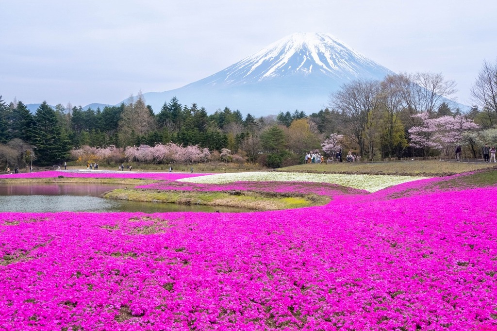 富士山芝桜（２）