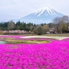 富士山芝桜（２）