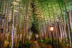 夜の竹林（２）