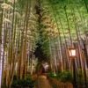 夜の竹林（２）