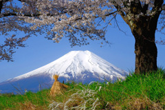 忍野の春（３）