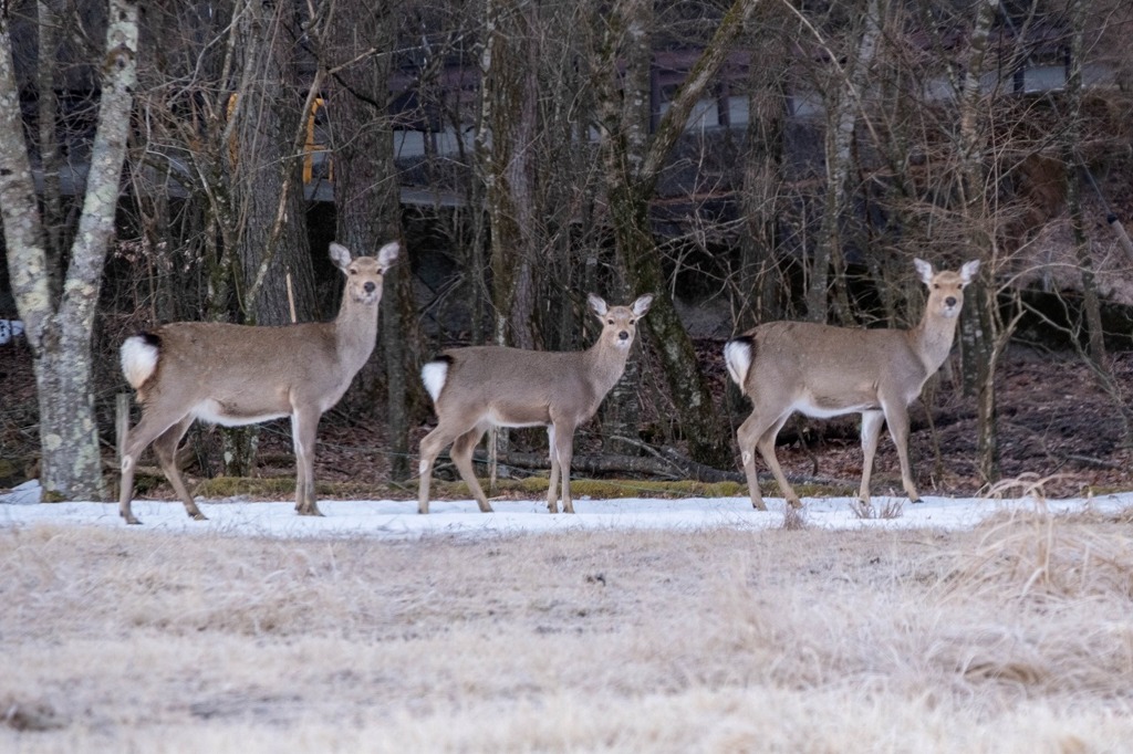 山中湖の冬（４）