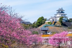 春の掛川城（１）