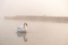 師走の山中湖（５）