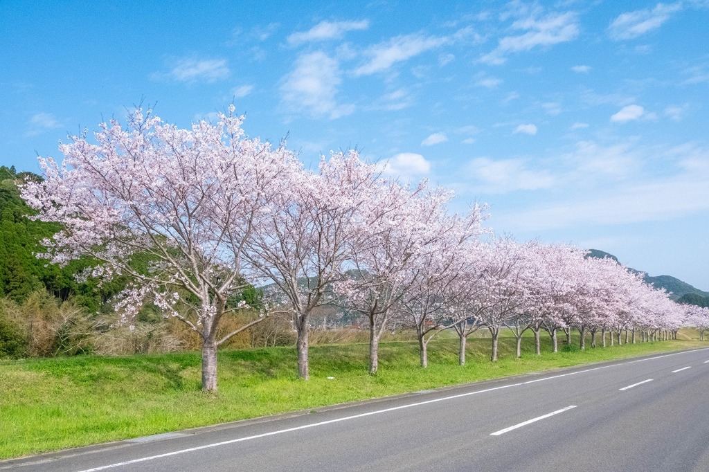 春の九州
