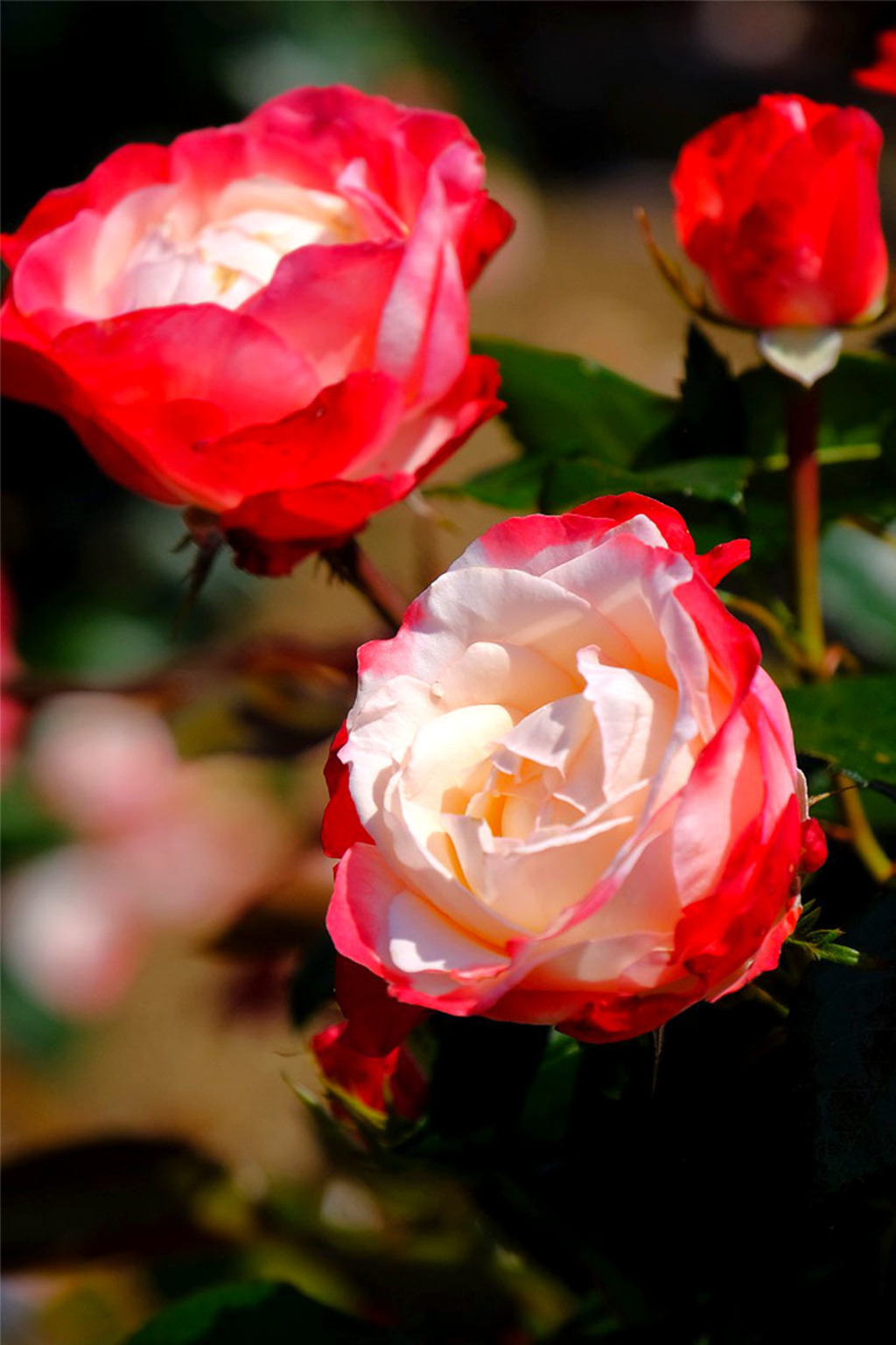 島田バラの丘公園（10）