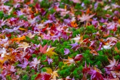 12月の奈良（10）