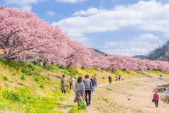 南伊豆桜まつり（３）