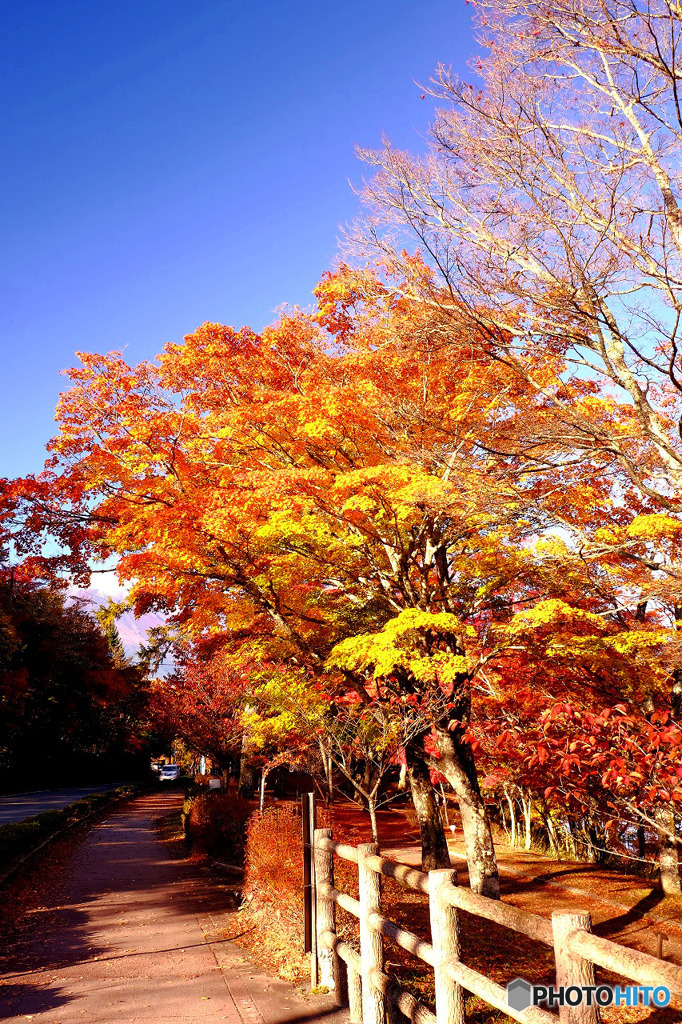山中湖の紅葉１