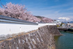 舞鶴城の桜（２）