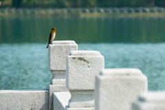 澄清湖（２）