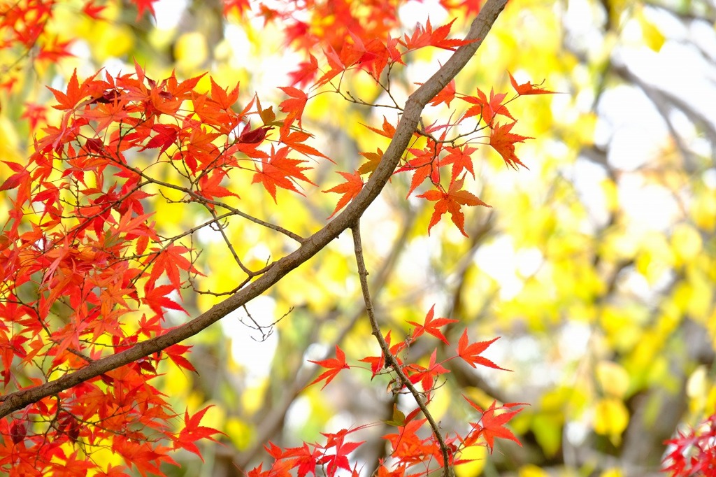 昭和記念公園11