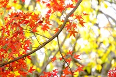 昭和記念公園11